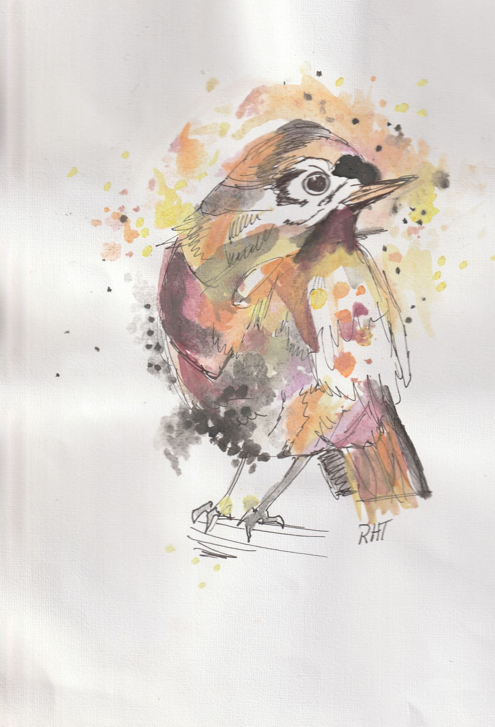 Carolina Wren (2022) – 9" x 11.5" Original Watercolor Painting
